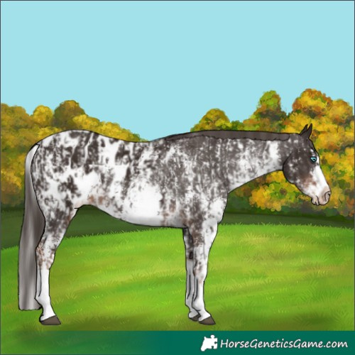 Horse Color:Liver Chestnut Sabino Splash Appaloosa  and Liver Chestnut Sabino Splash Frame Appaloosa 