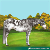 Horse Color:Liver Chestnut Sabino Splash Appaloosa  and Liver Chestnut Sabino Splash Frame Appaloosa 