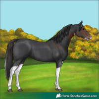 Horse Color:Brown Sabino  and Black Sabino Splash 