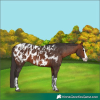 Horse Color:Bay Sabino Splash Appaloosa  and Bay Sabino Splash Appaloosa 