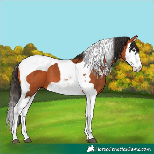 Horse Color:Bay Splash Tobiano 