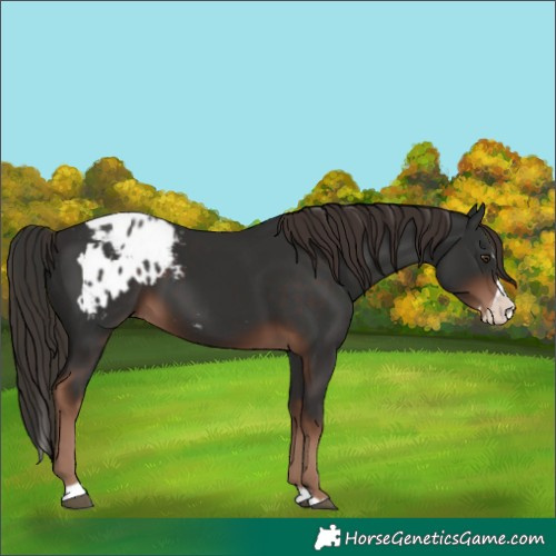 Horse Color:Liver Chestnut Sabino Splash Appaloosa and Liver Chestnut Sabino Splash Appaloosa