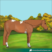 Horse Color:Chestnut Tobiano 