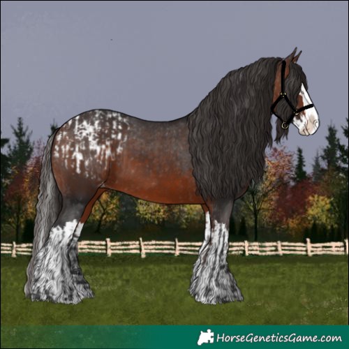 Horse Color:Bay Sabino Splash Appaloosa  and Bay Sabino Splash Appaloosa 