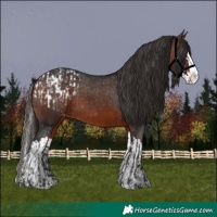 Horse Color:Bay Sabino Splash Appaloosa  and Bay Sabino Splash Appaloosa 