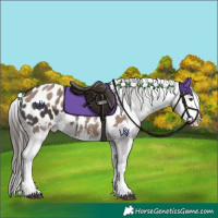 Horse Color:Liver Chestnut Sabino Splash Appaloosa and Liver Red Dun Sabino Splash Appaloosa