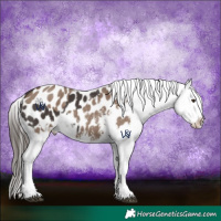 Horse Color:Liver Chestnut Sabino Splash Appaloosa and Liver Red Dun Sabino Splash Appaloosa