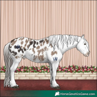 Horse Color:Liver Chestnut Sabino Splash Appaloosa and Liver Red Dun Sabino Splash Appaloosa