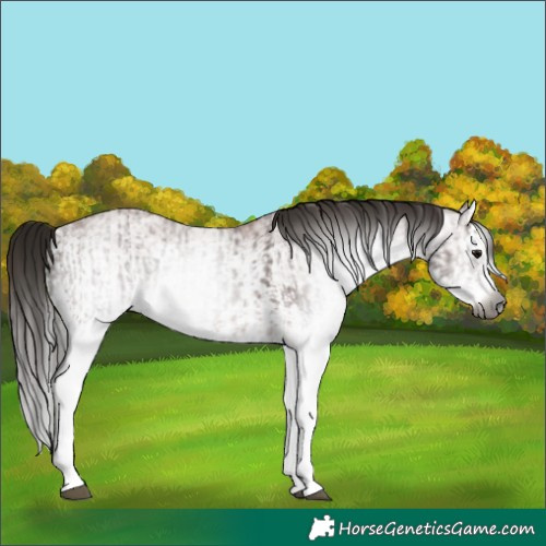 Horse Color:Gray White Spotted Bay Roan Splash and Gray White Spotted Bay Roan Splash