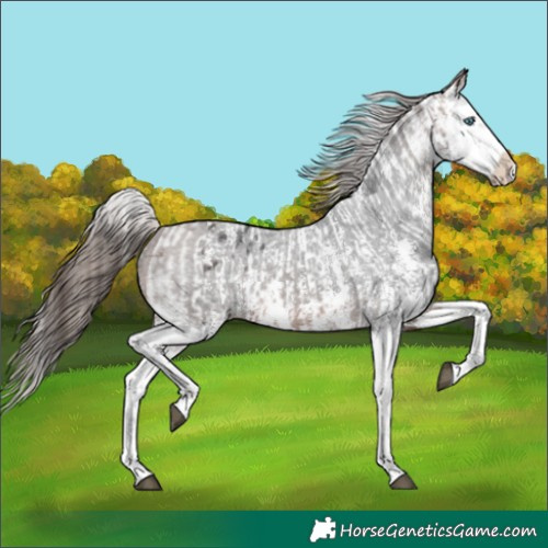 Horse Color:Brown Sabino Splash Appaloosa  and Brown Sabino Splash Appaloosa 
