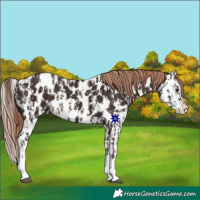 Horse Color:Liver Chestnut Sabino Splash Appaloosa and Liver Chestnut Sabino Splash Appaloosa