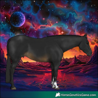 Horse Color:Gray Buckskin Sabino 