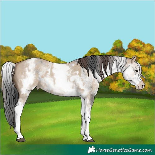 Horse Color:White Spotted Grullo Rabicano and White Spotted Classic Champagne Dun Rabicano