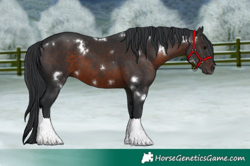 Horse Color:White Spotted Brown 
