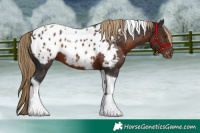 Horse Color:Liver Chestnut Tobiano Appaloosa