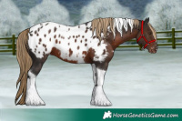 Horse Color:Liver Chestnut Tobiano Appaloosa