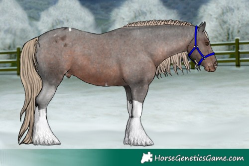 Horse Color:Liver Chestnut Tobiano Appaloosa