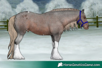 Horse Color:Liver Chestnut Tobiano Appaloosa