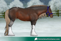 Horse Color:Liver Chestnut Tobiano Appaloosa