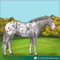 Horse Color:Liver Chestnut Sabino Splash Appaloosa  and Liver Chestnut Sabino Splash Appaloosa Rabicano 