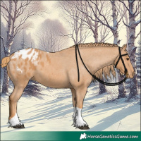 Horse Color:Chestnut Tobiano Appaloosa 