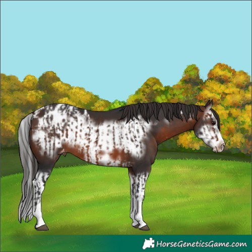 Horse Color:Brown Sabino Splash Appaloosa  and Brown Sabino Splash Frame Appaloosa 