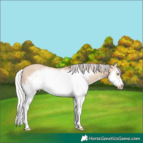 Horse Color:Silver Classic Champagne Dun Splash Frame 