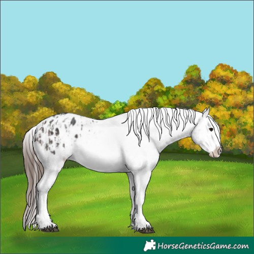 Horse Color:Brown Sabino Splash Appaloosa  and Brown Sabino Splash Frame Appaloosa 