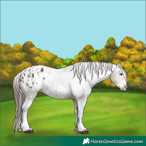Horse Color:Brown Sabino Splash Appaloosa  and Brown Sabino Splash Frame Appaloosa 