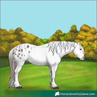 Horse Color:Brown Sabino Splash Blanket  and Brown Sabino Splash Frame Blanket 