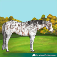 Horse Color:Brown Sabino Splash Appaloosa  and Brown Sabino Splash Appaloosa 