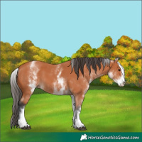 Horse Color:White Spotted Bay 