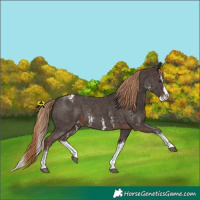 Horse Color:Liver Chestnut Sabino Splash Appaloosa  and Liver Chestnut Sabino Splash Appaloosa 