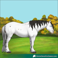 Horse Color:Black Sabino Splash Appaloosa  and Brown Sabino Splash Appaloosa 