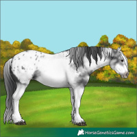 Horse Color:White Spotted Blue Roan Splash Frame Appaloosa 