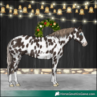 Horse Color:Liver Chestnut Sabino Splash Appaloosa  and Liver Chestnut Splash Appaloosa 