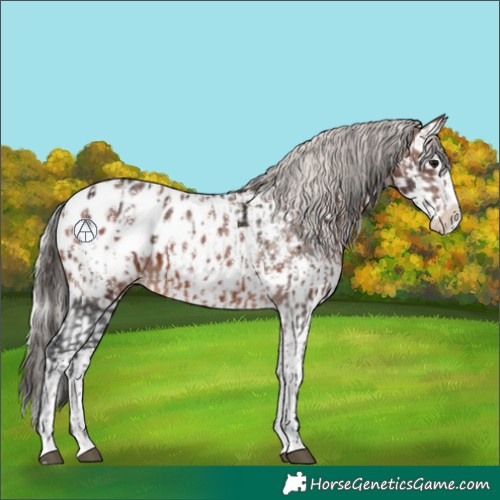 Horse Color:Bay Sabino Splash Appaloosa  and Silver Bay Sabino Splash Appaloosa 