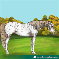 Horse Color:Unknown 