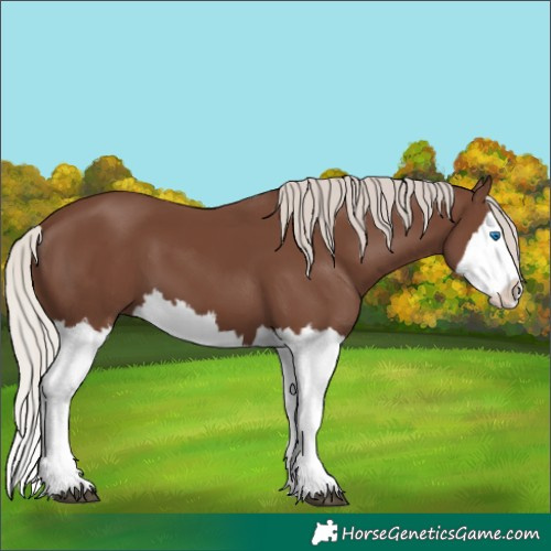 Horse Color:Silver Black Splash 
