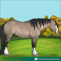 Horse Color:Brown Dun 