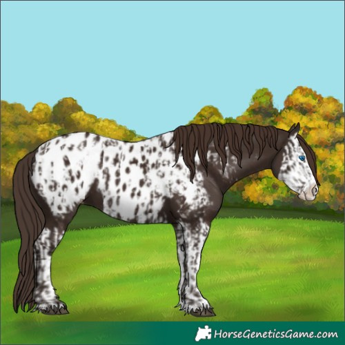Horse Color:Liver Chestnut Sabino Splash Appaloosa  and Liver Chestnut Sabino Splash Appaloosa 