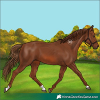 Horse Color:Chestnut 