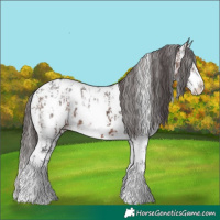 Horse Color:Brown Sabino Splash Near Leopard  and Brown Sabino Splash Near Leopard 