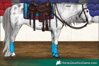 Horse Color:Black Sabino Splash Appaloosa and Gray Black Sabino Splash Appaloosa