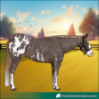 Horse Color:Liver Chestnut Sabino Splash Appaloosa and Liver Chestnut Sabino Splash Appaloosa