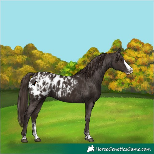 Horse Color:Liver Chestnut Sabino Splash Blanket and Liver Chestnut Sabino Splash Blanket