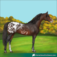 Horse Color:Bay Sabino Splash Appaloosa  and Brown Sabino Splash Appaloosa 