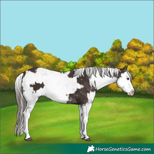 Horse Color:Liver Chestnut Sabino Splash Blanket  and Liver Chestnut Sabino Splash Blanket 