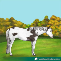 Horse Color:Liver Chestnut Sabino Splash Blanket and Liver Chestnut Sabino Splash Blanket