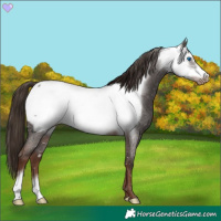 Horse Color:Liver Red Roan Frame Appaloosa Rabicano 